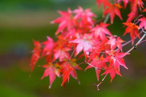 Zbliżenie Żółty Klon Urlopu Jesienią Sezon Japonii Naturalne Tło Krajobraz — Zdjęcie stockowe