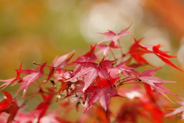 Zbliżenie Żółty Klon Urlopu Jesienią Sezon Japonii Naturalne Tło Krajobraz — Zdjęcie stockowe