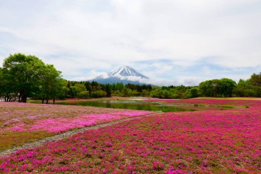 Japon Shibazakura Festivali Pembe Sakura yosunlarıyla ya da Fuji Dağı 'yla kiraz çiçekleriyle dolu