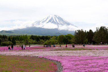 Japon Shibazakura Festivali Pembe Sakura yosunlarıyla ya da Fuji Dağı 'yla kiraz çiçekleriyle dolu