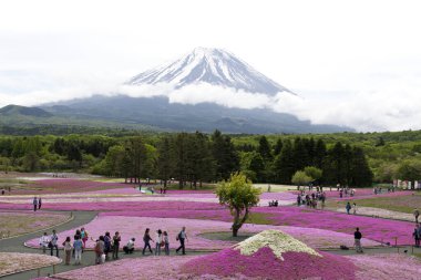 Japon Shibazakura Festivali Pembe Sakura yosunlarıyla ya da Fuji Dağı 'yla kiraz çiçekleriyle dolu