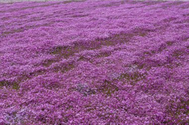 Japonya 'daki Fuji Shibazakura Festivali' nde pembe yosun.