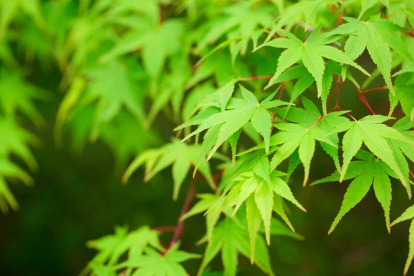 Primer Plano Licencia Arce Verde Japón Paisaje Natural Fondo —  Fotos de Stock