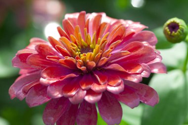 Bahçedeki çiçek açan Zinnia çiçeğinin yakın fotoğrafını çek..