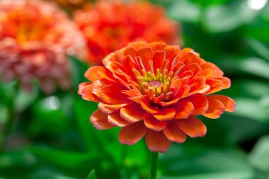 Bahçedeki çiçek açan Zinnia çiçeğinin yakın fotoğrafını çek..