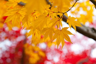 Ağaç dallarında sonbahar sarısı ve kırmızı yapraklar.