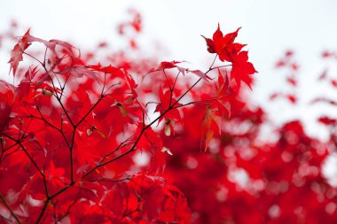 Ağaç dallarında sonbahar sarısı ve kırmızı yapraklar.