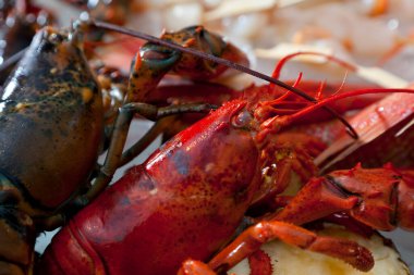 Açık büfede taze ıstakoz ve deniz ürünleri.