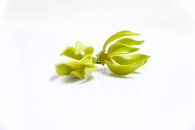Ylang-Ylang çiçeği beyaz arkaplanda izole edildi