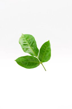 Beyaz arkaplanda yeşil yapraklı ağaç izole.