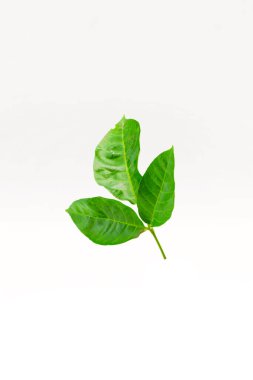 Beyaz arkaplanda yeşil yapraklı ağaç izole.