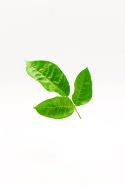 Beyaz arkaplanda yeşil yapraklı ağaç izole.