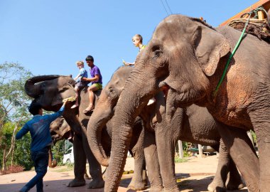 A mahout and tourists at The Elephant Village outside of Luang Prabang, Laos.