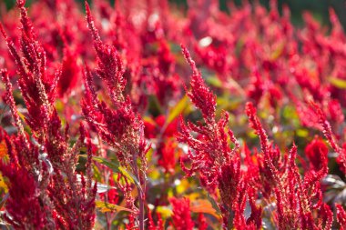 Saksıda çiçek açan horoz tarağı çiçekleri..