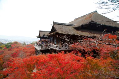 Japonya 'nın Kyoto kentinde bir sonbahar sezonu sırasında Kiyomizu-dera Tapınağı.