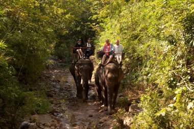 Ormanda bir filin üstünde, Luang Prabang, Laos