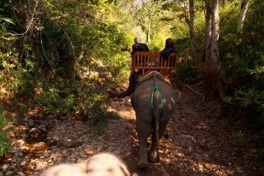 Ormanda bir filin üstünde, Luang Prabang, Laos