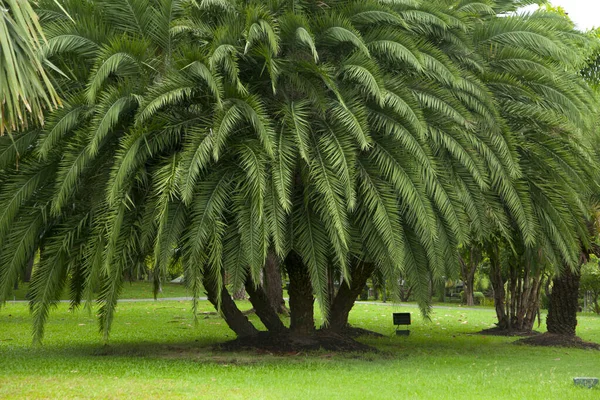 Parkta Cycad Cycad Bilimsel Adı Cycas Circinalis Aileler Cycadaceae — Stok fotoğraf