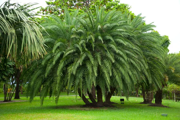 Цикад Парку Наукова Назва Cycas Circinalis Families Cycadaceae — стокове фото