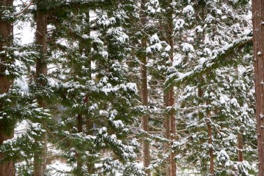 Japonya 'da Shirakawa-Go' nun soğuk kışında çam ağacı dalında kış karı..