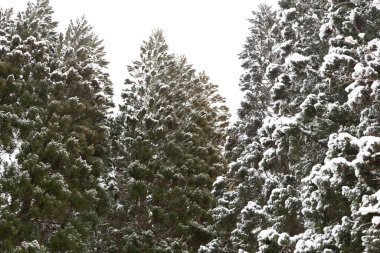 Japonya 'da Shirakawa-Go' nun soğuk kışında çam ağacı dalında kış karı..