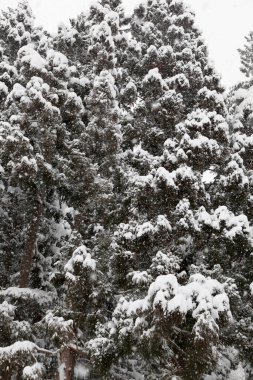 Japonya 'da Shirakawa-Go' nun soğuk kışında çam ağacı dalında kış karı..