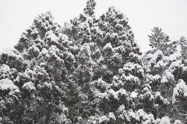 Japonya 'da Shirakawa-Go' nun soğuk kışında çam ağacı dalında kış karı..
