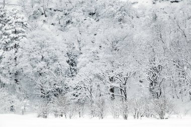 Kış mevsiminde karla kaplı ağaçlar dallanır..