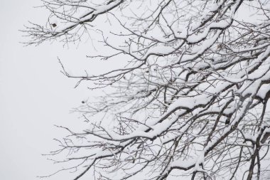 Kış mevsiminde karla kaplı ağaçlar dallanır..