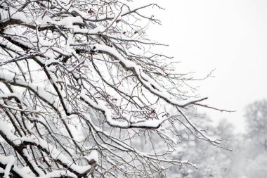 Kış mevsiminde karla kaplı ağaçlar dallanır..