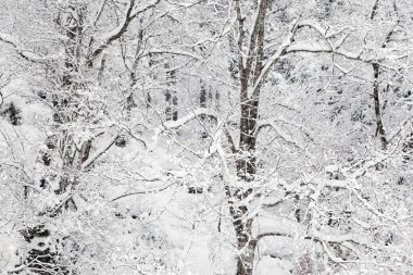 Kış mevsiminde karla kaplı ağaçlar dallanır..
