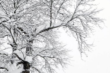 Kış mevsiminde karla kaplı ağaçlar dallanır..