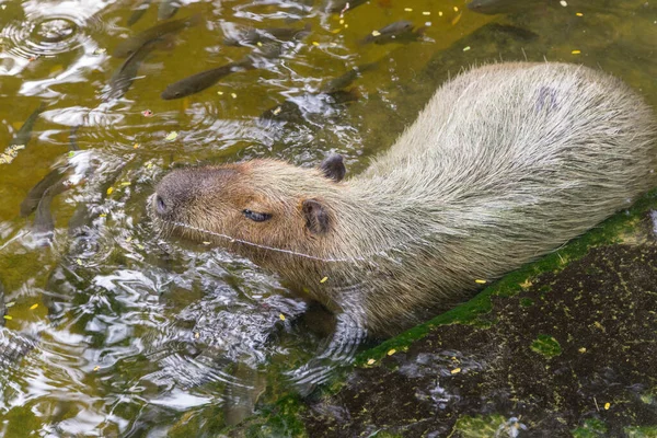 Brown capybara soaking in the water to cool off.