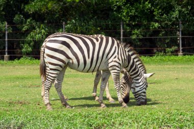 Birçok zebra açık bir hayvanat bahçesinde.
