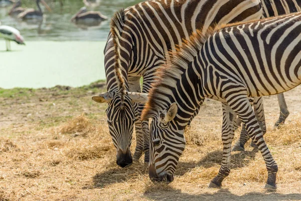 Many Zebras Large Open Zoo — Stock Photo, Image