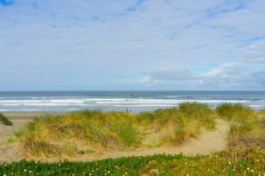 San Francisco 'daki Ocean Beach' te güzel yeşil çimenler ve kum tepecikleri, CA.