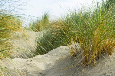 San Francisco 'daki Ocean Beach' te güzel yeşil çimenler ve kum tepecikleri, CA.