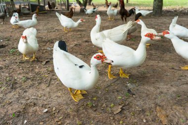 Çiftlikteki misk kokulu ördek sürüsü.