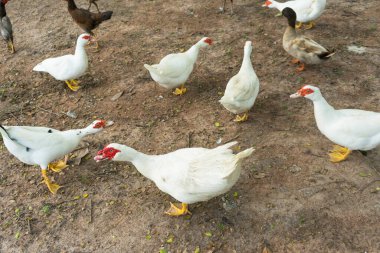Çiftlikteki misk kokulu ördek sürüsü.