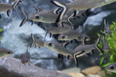 Yakılmış dikenli diken ya da akvaryumdaki Siyam bala köpekbalığı.