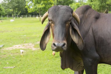 Taze yeşil tarlalarda veya otlaklarda sığır sürüleri.
