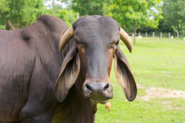 Taze yeşil tarlalarda veya otlaklarda sığır sürüleri.