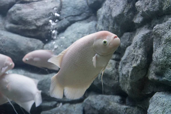 Peixe Gourami Gigante Num Aquário — Fotografia de Stock