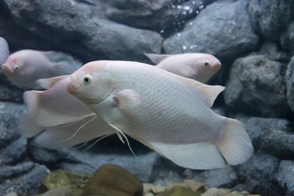 Óriási Gourami Hal Egy Akváriumban — Stock Fotó