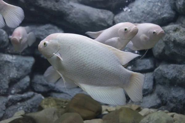 Peixe Gourami Gigante Num Aquário — Fotografia de Stock