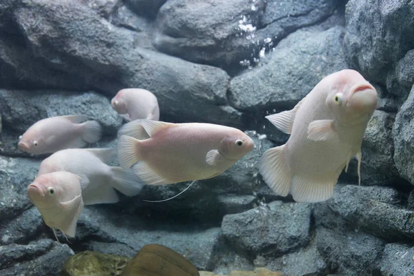Obří Guramí Ryba Akvarijní Nádrži — Stock fotografie