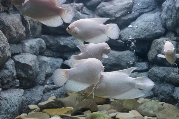 Peixe Gourami Gigante Num Aquário — Fotografia de Stock