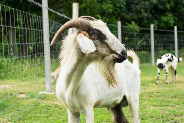Cute Goat Relaxing Ranch Farm Summer Day Domestic Goats Grazing — Stock Photo, Image
