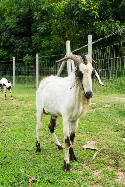 Bonito Cabra Relaxante Fazenda Dia Verão Caprinos Domésticos Pastando Pastagem — Fotografia de Stock