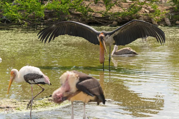 Gemalerte Stork Vögel Sitzen Teich Natürlichen Lebensraum — Stockfoto